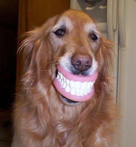 funny smile. Funny dog smile